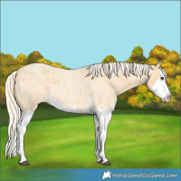 Horse Color:Palomino Roan Splash 