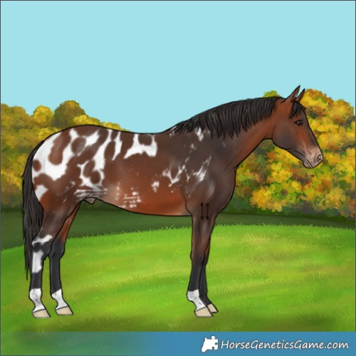 Horse Color:Bay Skewed LP Spotted