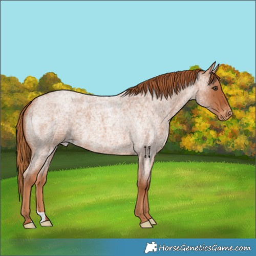 Horse Color:Red Roan Skewed LP Spotted