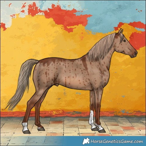 Horse Color:Red Dun Tobiano Rabicano Brindle 