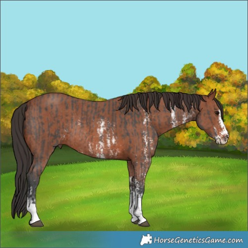 Horse Color:Brown Sabino Rabicano and Bay Sabino Rabicano
