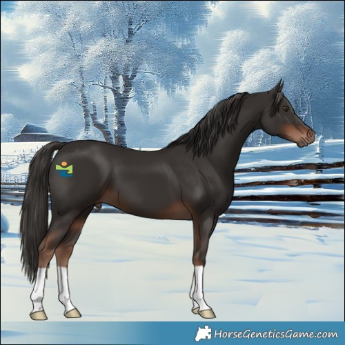 Horse Color:Liver Chestnut 