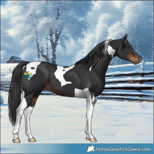 Horse Color:Liver Chestnut Tobiano 