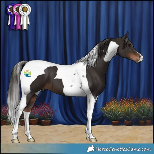 Horse Color:Liver Chestnut Tobiano