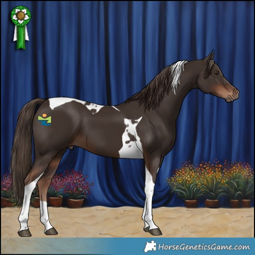 Horse Color:Liver Chestnut Tobiano