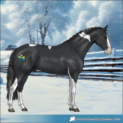 Horse Color:Black Splash Tobiano