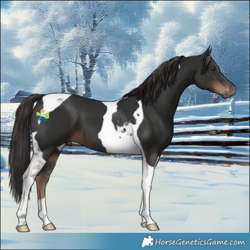 Horse Color:Liver Chestnut Tobiano