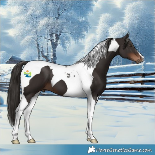 Horse Color:Liver Chestnut Tobiano