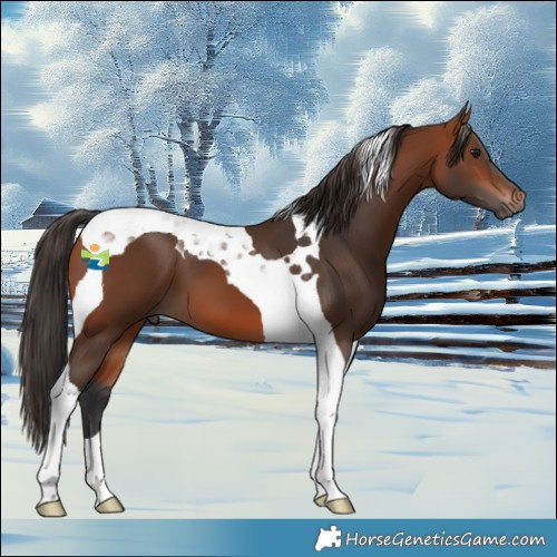 Horse Color:Bay Tobiano 