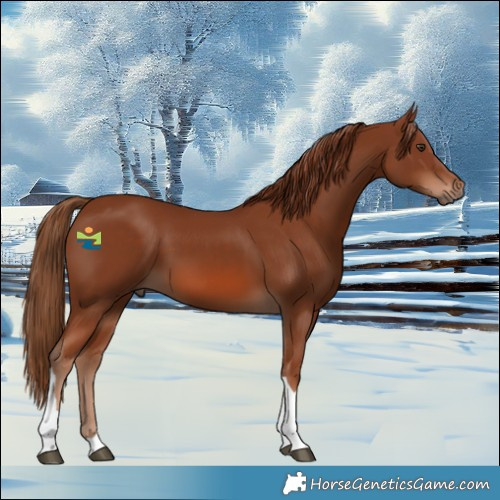 Horse Color:Chestnut Tobiano