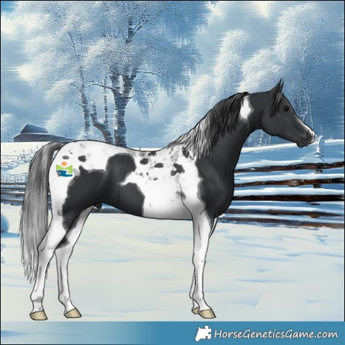 Horse Color:Black Tobiano 