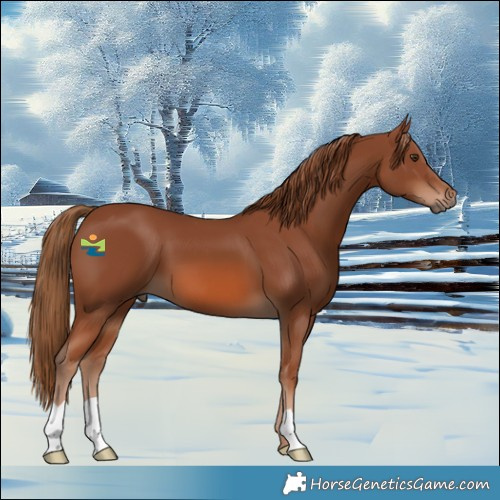 Horse Color:Chestnut 