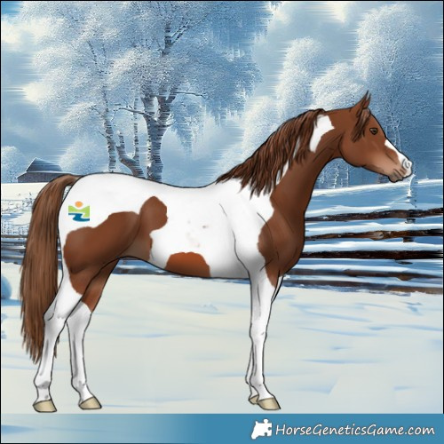 Horse Color:Chestnut Tobiano