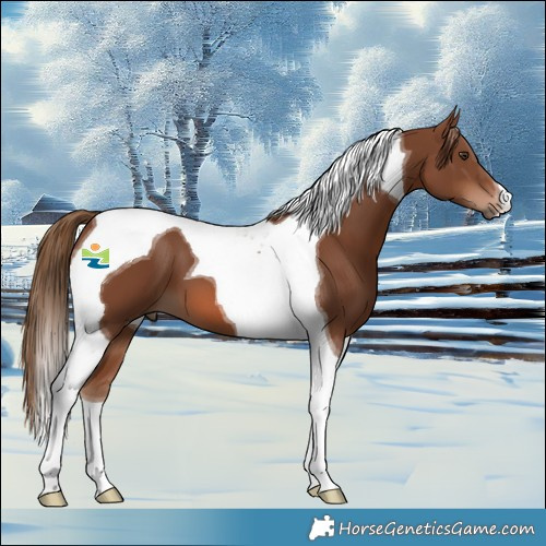 Horse Color:Chestnut Tobiano 