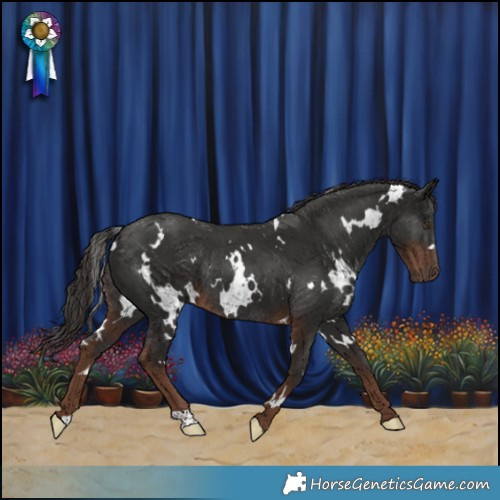Horse Color:White Spotted Liver Chestnut Rabicano 