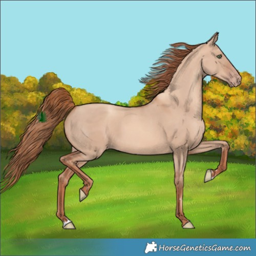 Horse Color:Gold Champagne Dun Rabicano