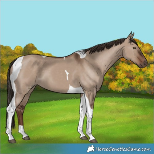 Horse Color:Liver Red Dun Tobiano 