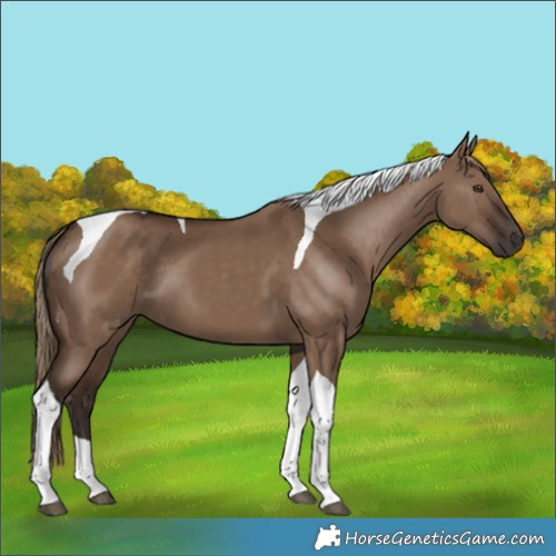 Horse Color:Liver Red Dun Tobiano