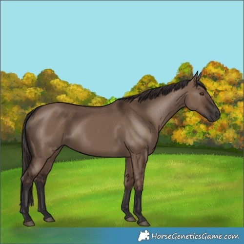 Horse Color:Liver Red Dun 
