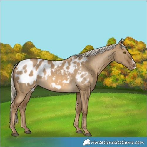 Horse Color:Chocolate Palomino Dun Frame Blanket 