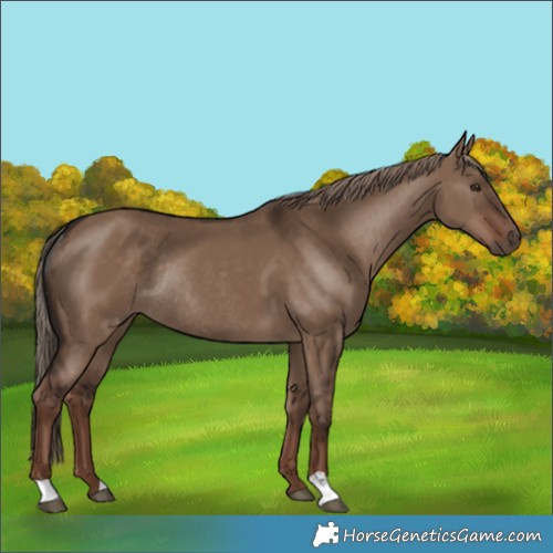 Horse Color:Liver Red Dun Rabicano