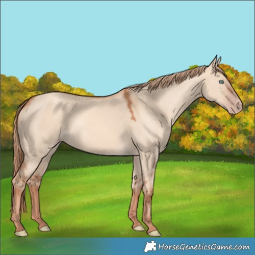 Horse Color:Gold Champagne Dun 
