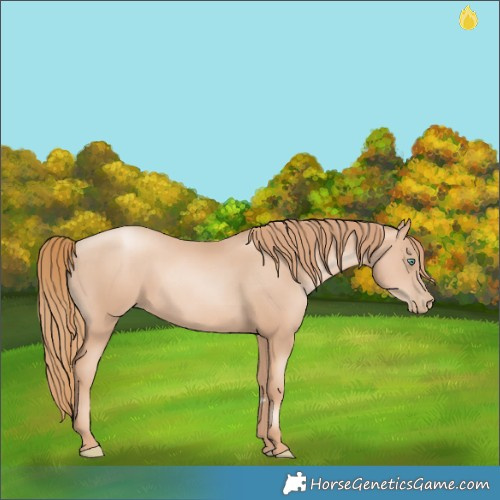 Horse Color:Gold Champagne Pearl Rabicano and Gold Champagne Pearl Rabicano