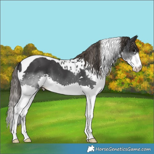 Horse Color:Black Splash Tobiano Skewed LP Spotted 
