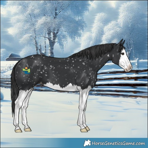 Horse Color:Black Splash Snowflake Varnish