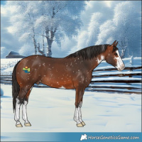 Horse Color:White Spotted Bay Splash Snowflake Varnish