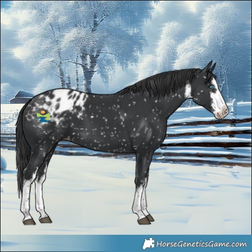 Horse Color:White Spotted Black Splash Blanket 