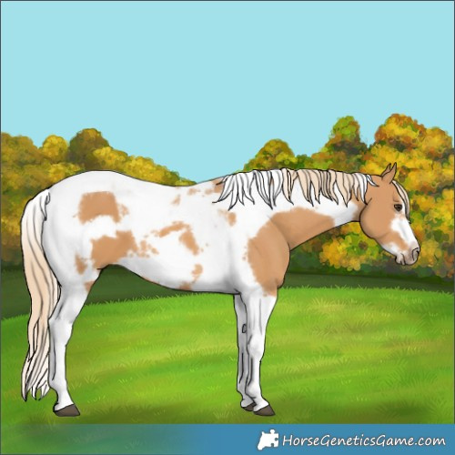 Horse Color:Chestnut Tobiano Frame