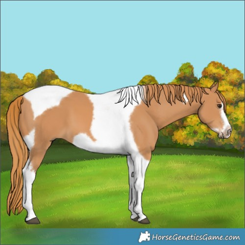 Horse Color:Chestnut Tobiano Frame 
