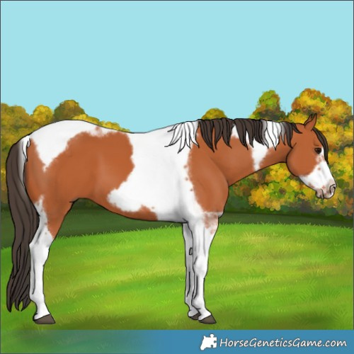 Horse Color:Bay Tobiano Frame 