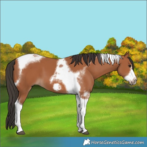 Horse Color:Bay Tobiano Frame