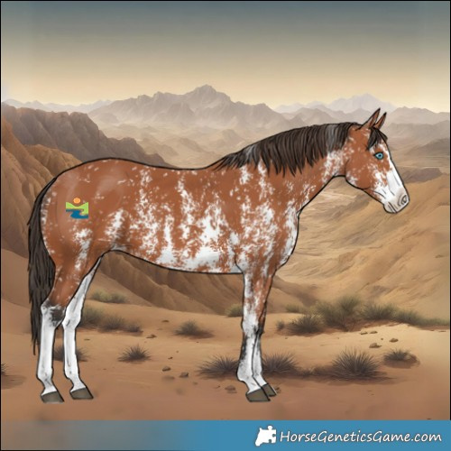 Horse Color:Bay Sabino Splash Snowflake Varnish