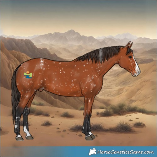 Horse Color:Bay Splash Appaloosa