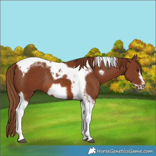 Horse Color:Chestnut Tobiano Frame Rabicano