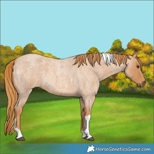 Horse Color:Red Roan Tobiano 
