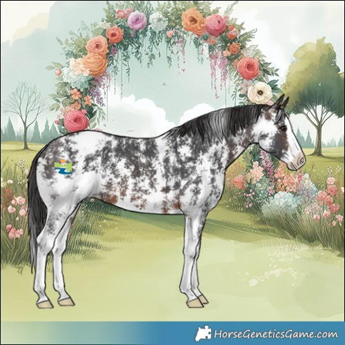 Horse Color:Brown Sabino Splash Snowcap