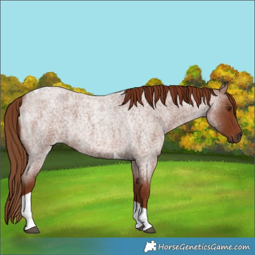 Horse Color:Red Roan Tobiano 