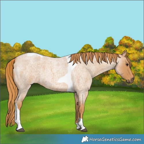 Horse Color:Red Roan Tobiano 