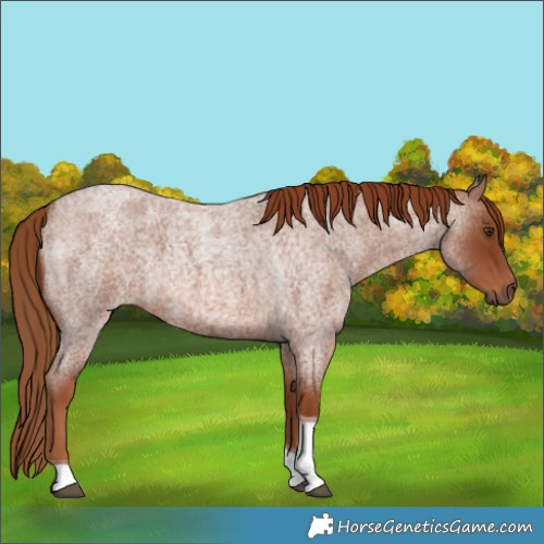 Horse Color:Red Roan Tobiano