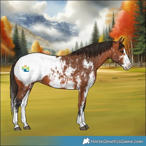 Horse Color:Bay Sabino Splash Near Fewspot 