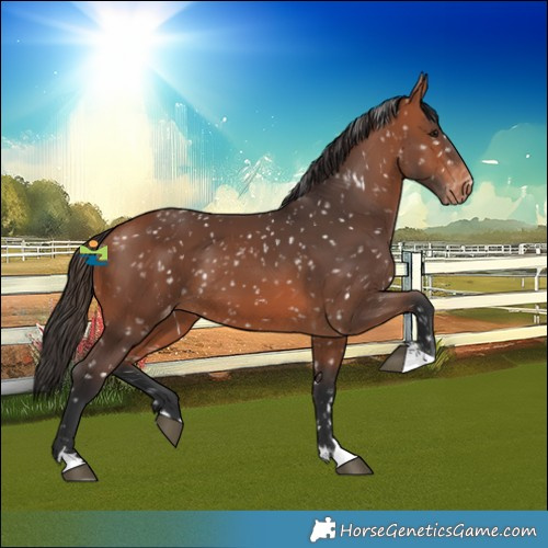 Horse Color:Bay Snowflake Varnish