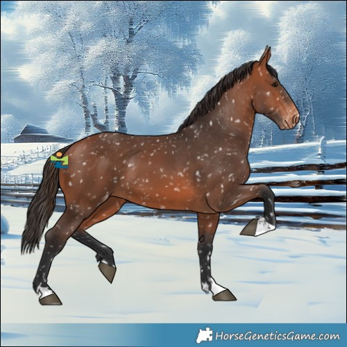 Horse Color:Bay Snowflake Varnish
