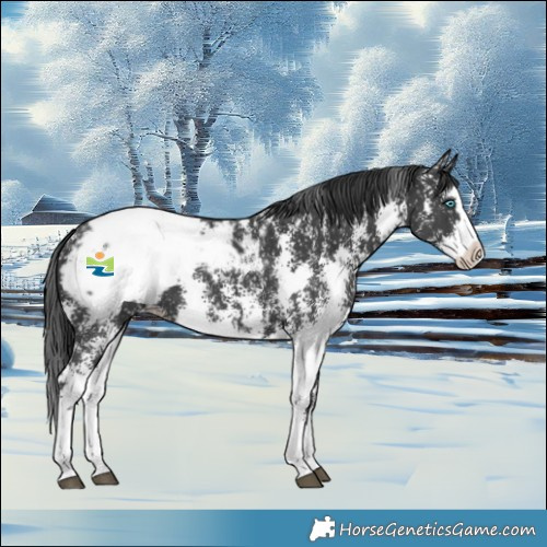 Horse Color:Black Sabino Splash Snowcap 