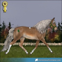 Horse Color:Chocolate Palomino Tobiano 