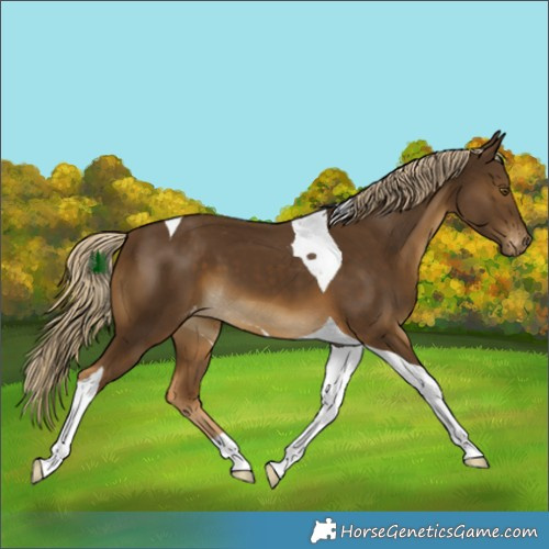 Horse Color:Chocolate Palomino Tobiano Skewed LP Spotted 