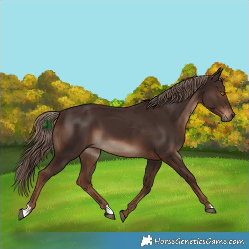 Horse Color:Liver Chestnut 